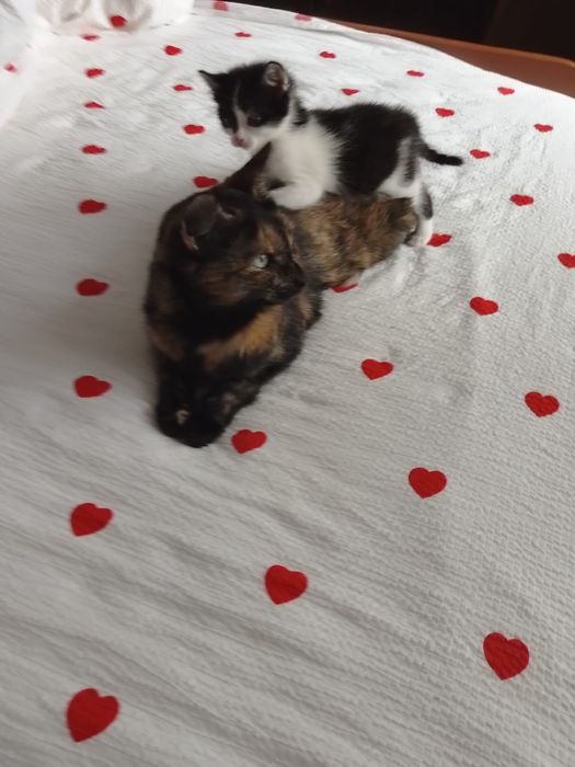 Отдам котят 2 мальчика и девочку