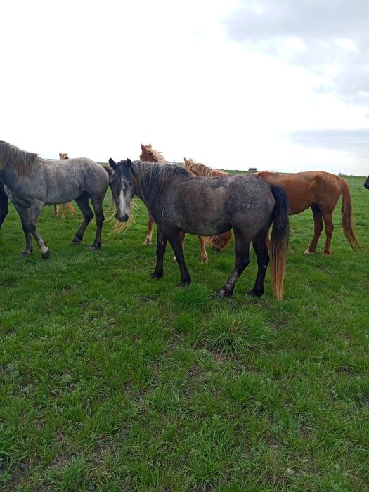 4 жасар бие сатылады