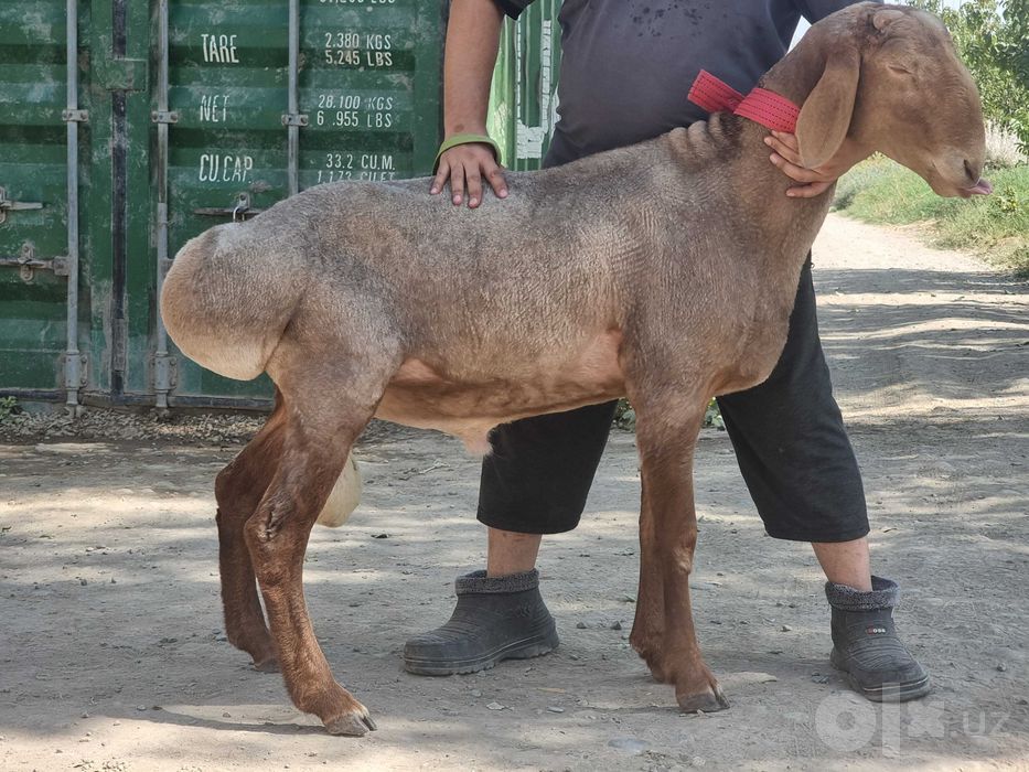 Arashan zoti, sifatli, baquvvat, sog'lom, qo'chqorlar sotiladi