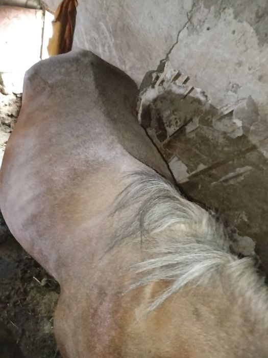 Iapa de vinzare  caii