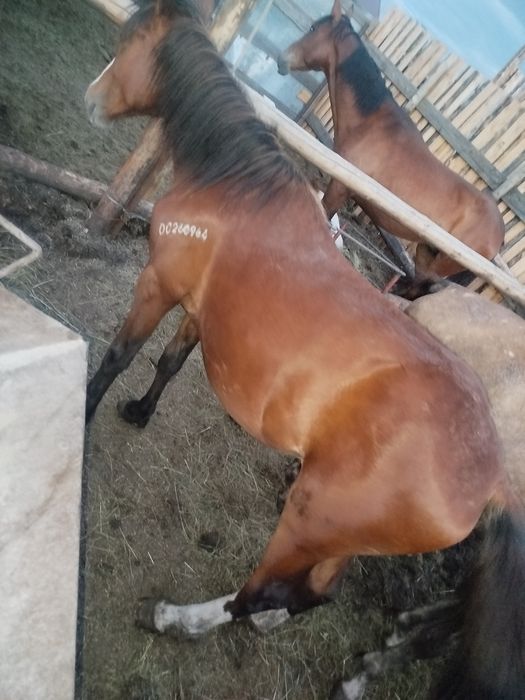 Продаются лошади