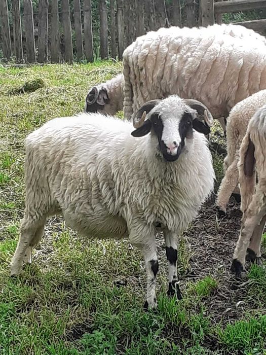 Oi de vânzare  cu   miei