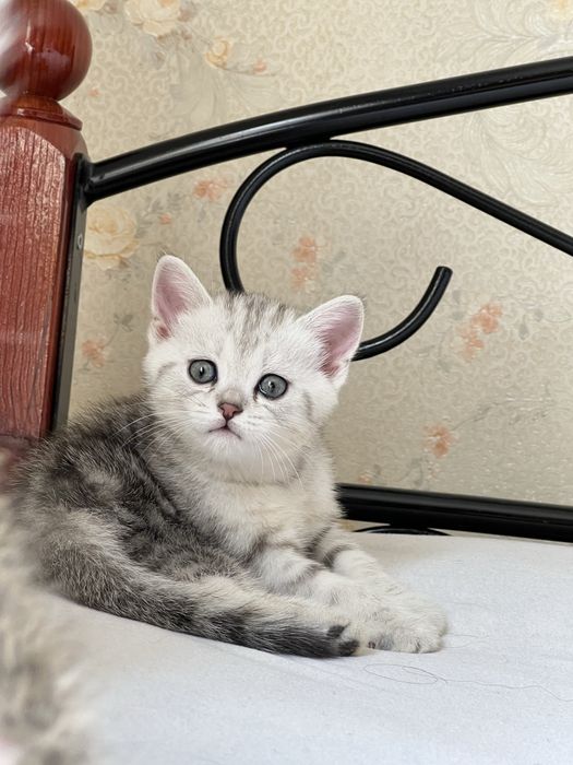 Британские шиншиллы