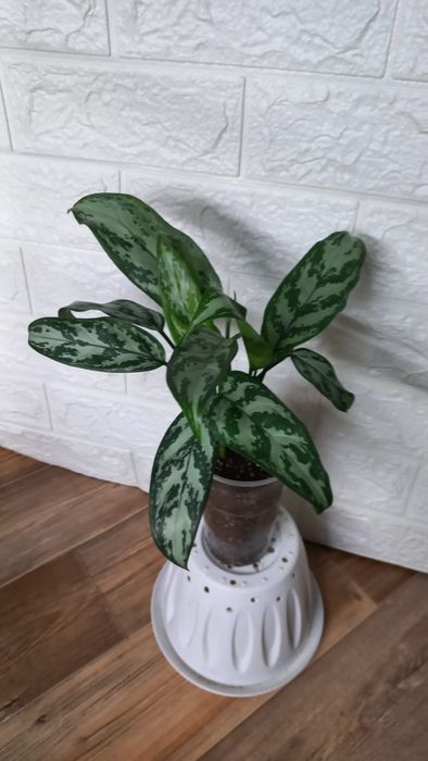 Сингониум/Аглонема/Хлорофитум