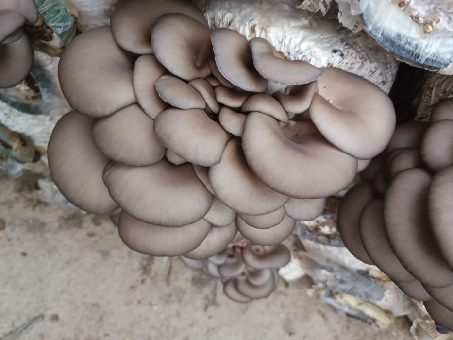 Грибы вишинки летние