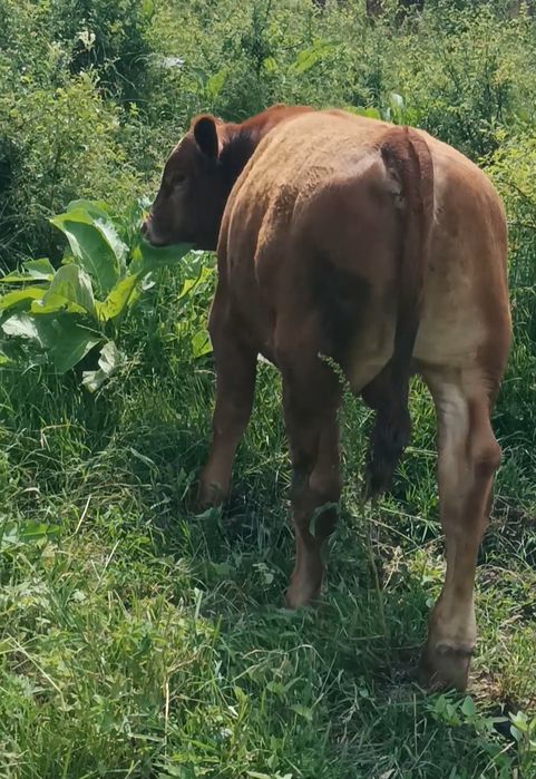 Tăuraș și vițea angus