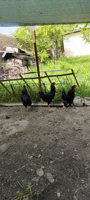 Хурозлар сотилади