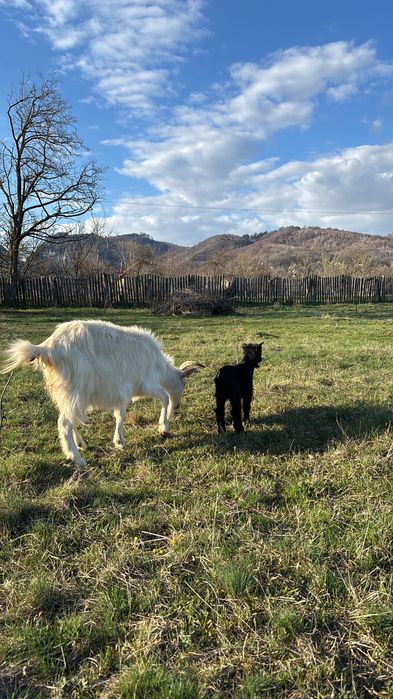 Capre de vanzare, SE VAND SI SEPARAT!