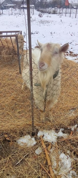 Țap de vînzare 3 ani