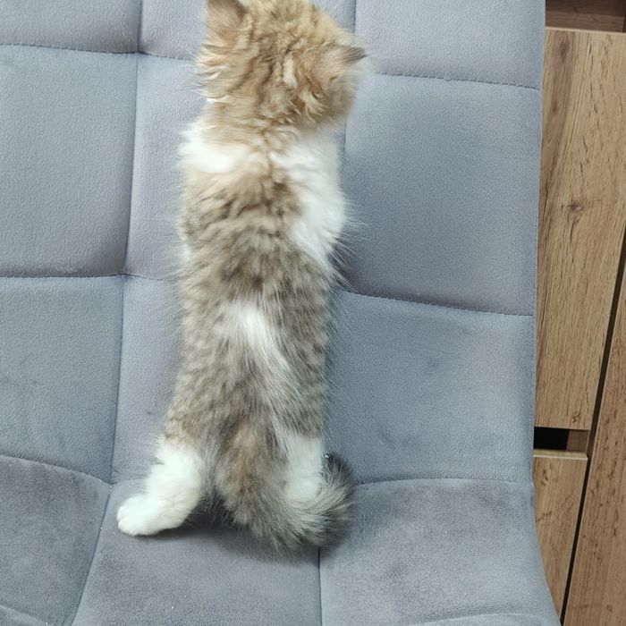 Котик Бикадорный золотой бабби