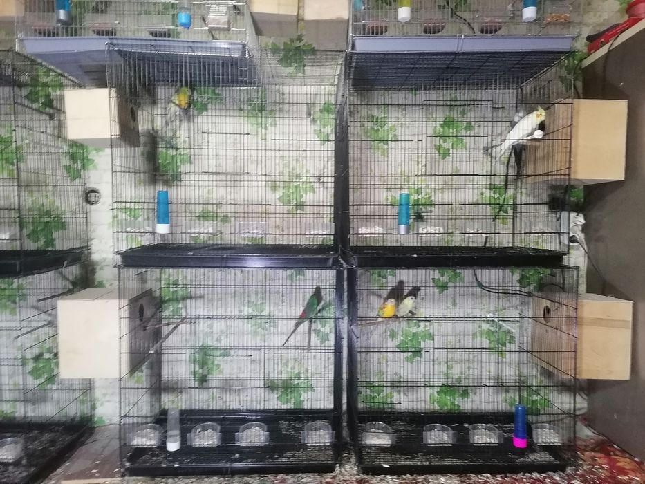 Попугаев оптом срочно по нужде продаю.Толка оптом