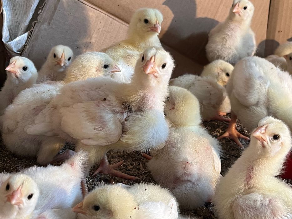 Бройлеры 10 дневные и 2 недельные
