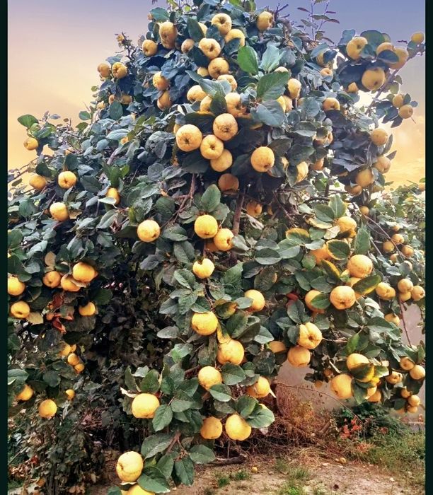 Айва домашняя.. Без химии. Полезные продукты для вашего здоровья