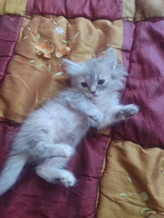 Отдам котят в добрые руки