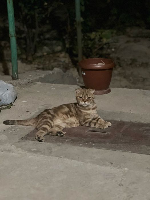 Кошка скотиш фолд девочка