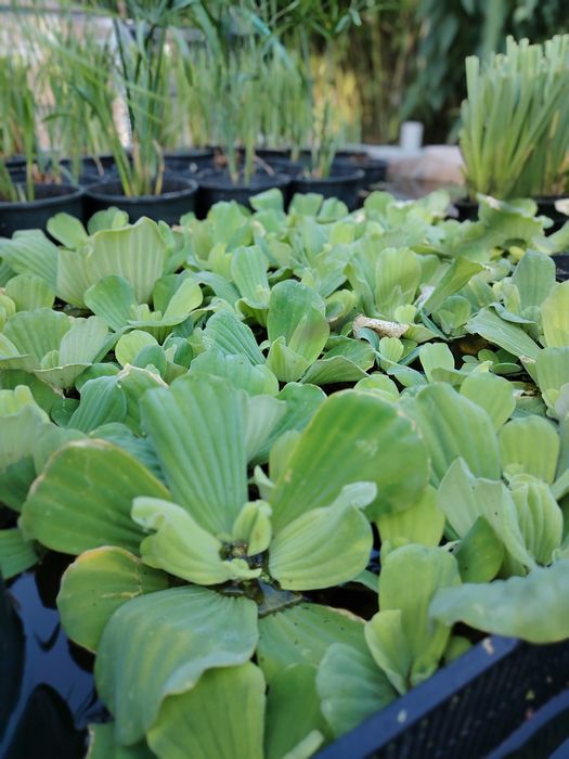 Plante iaz papura pitica stuf nuferi plante acvatice