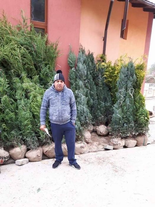 Pawlonia,mesteacăn tei,