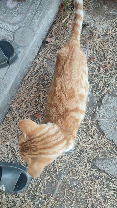 Котик рыжий кот в добрые руки
