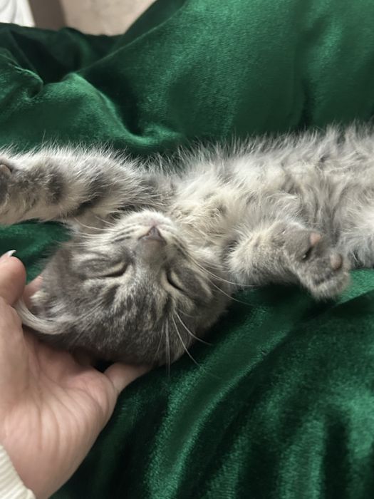 отдам котенка в добрые руки мальчик