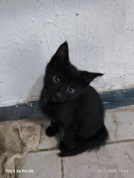 Отдам    котенка