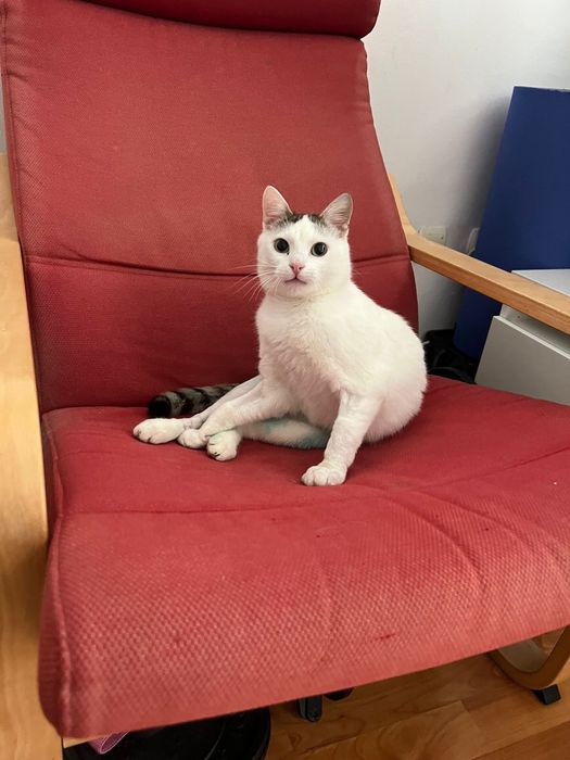 Pet sitter / Bonă pentru animale