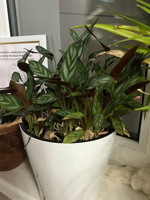 Цветы для уюта вашего дома