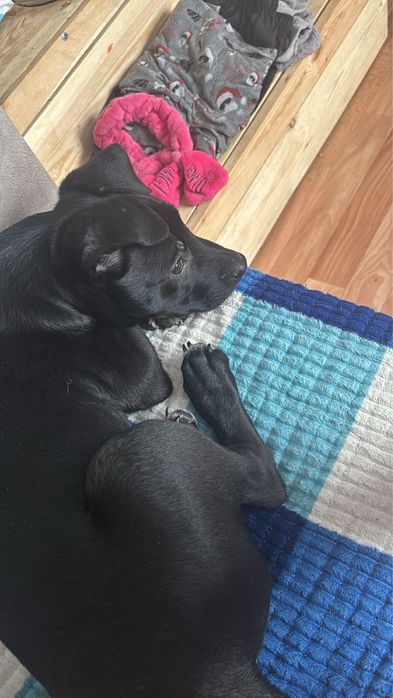 Продам щенка стафорда