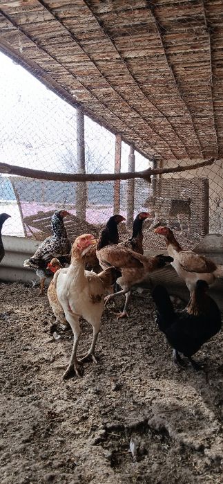 Дакан мекендер сатылады