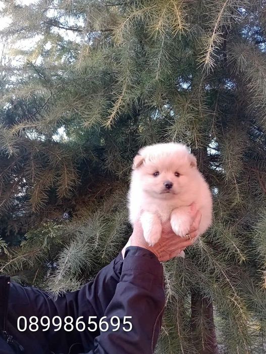 Бели и кремави Шпицлета!