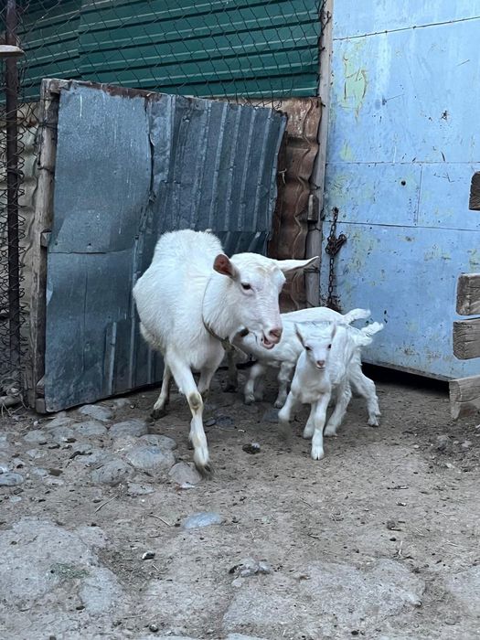 Занен сүтті ешкі сатылады