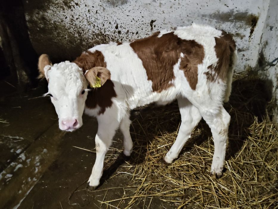 Vițea bălțată de vînzare