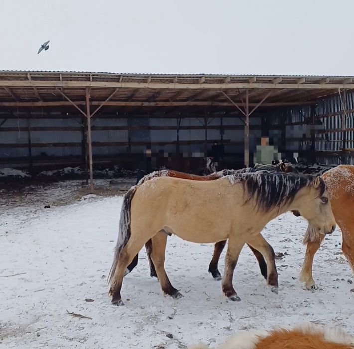 Қара жал құла құнан