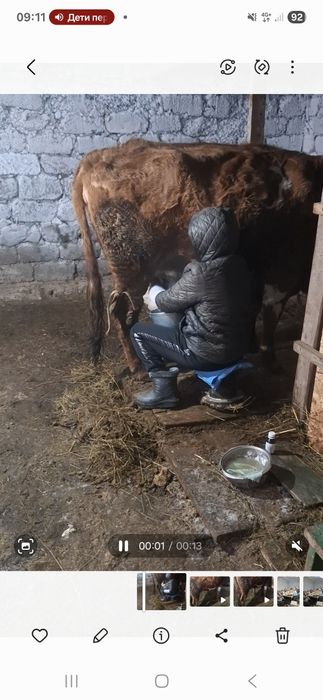 Дойные, молочные коровы