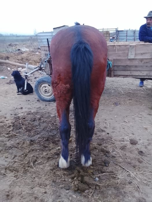 Vând cal de șapte ani