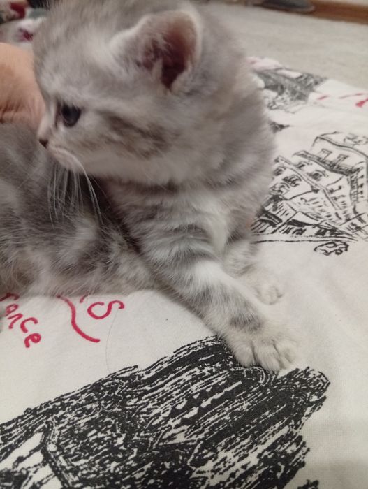 Шотландский прямоухо