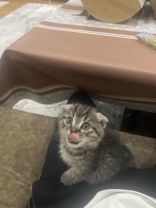 кошка шиншила. mushuk