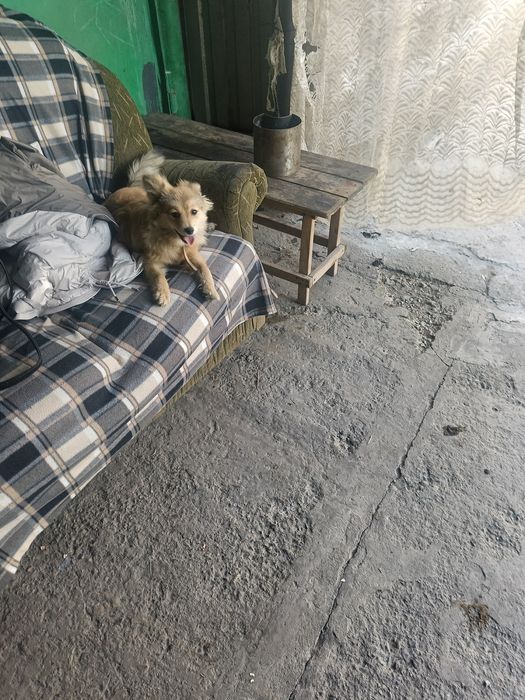 Отдам в добрые руки