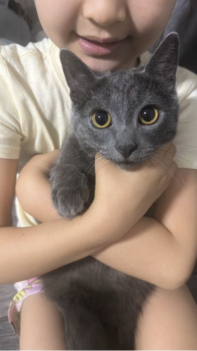 Отдам кошку в добрые руки