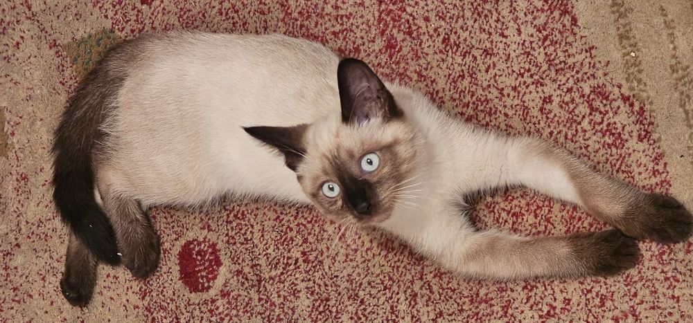 Сиамский котенок в добрые руки