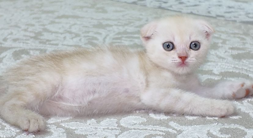 Вислоухий котёнок (Skottish fold)