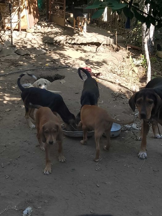 Подарявам малки кученца гончета