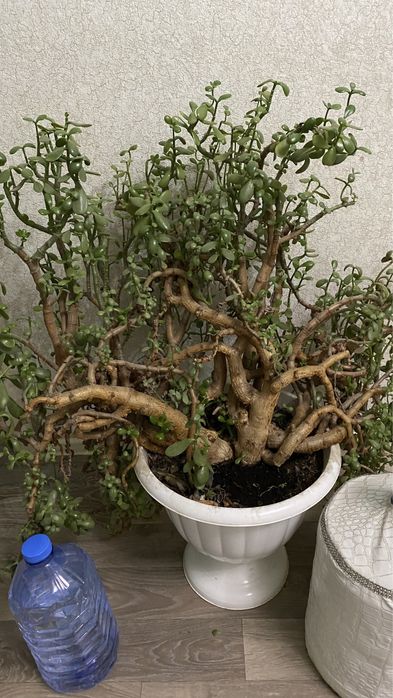 денежный цветок денежное дерево