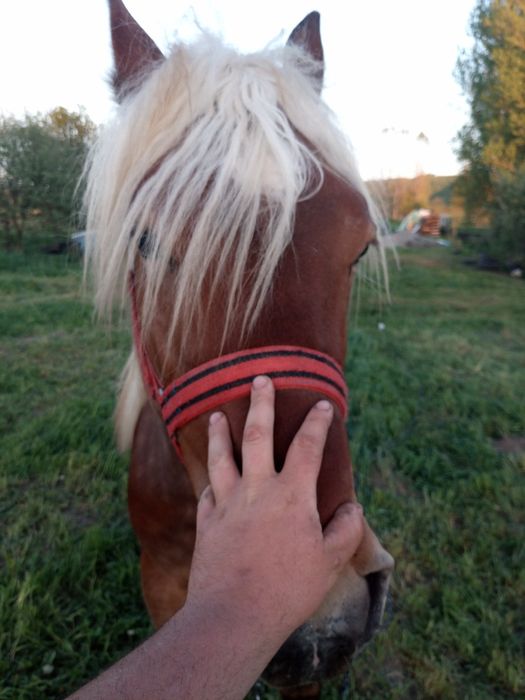 Vand armăsar mânz!