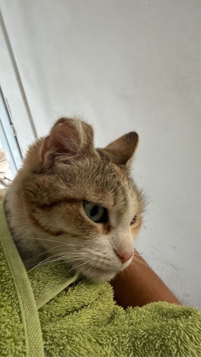 Ласковая кошечка ищет добрые ручки