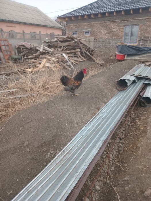 Продам петуха молодого.