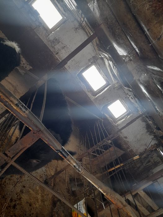 Продаются тёлочки 5 месяцев