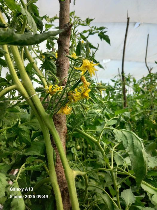 Roșii de grădină de vânzare