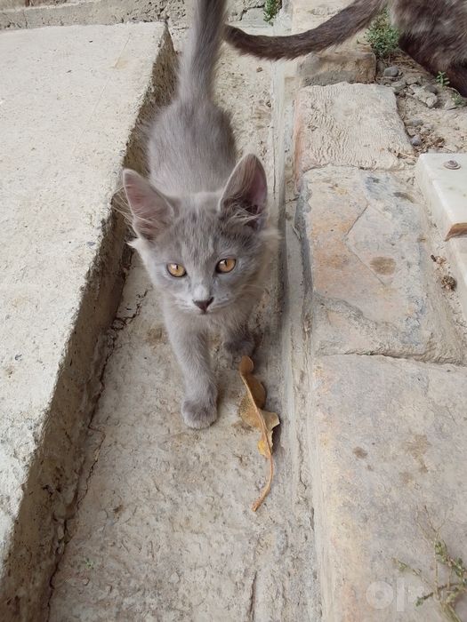 Кошка чорны и серей