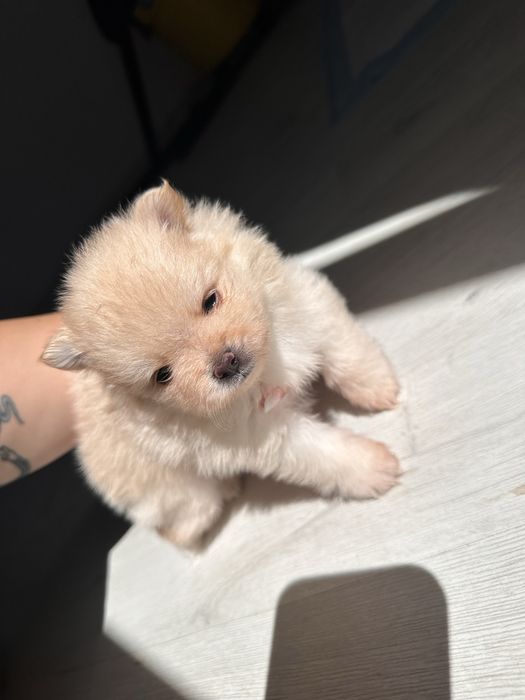 Pui Pomeranian - rezervare
