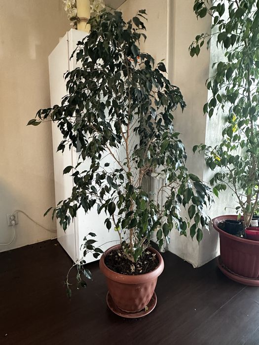 Продам живые растения